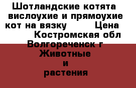 Шотландские котята -вислоухие и прямоухие,кот на вязку 1300 › Цена ­ 2 000 - Костромская обл., Волгореченск г. Животные и растения » Кошки   